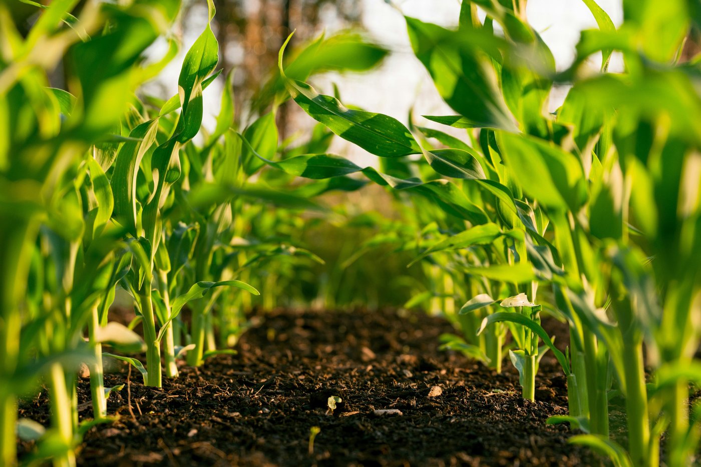 Young crop seedlings growing in a field